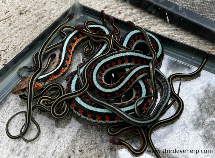 California Red-sided Garter Snakes